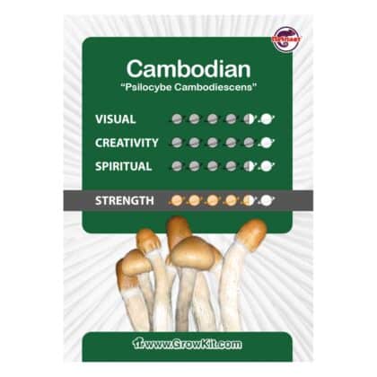 Cambodian Magic Mushroom Grow Kit – Bild 2
