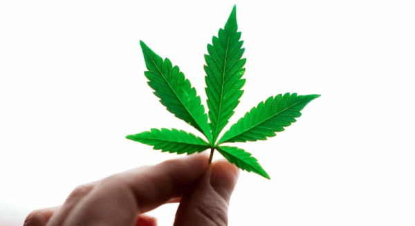 Cannabis Plant Mythen