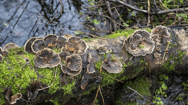 What is Turkey Tail and how does it work?