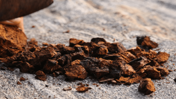 what is chaga extract?