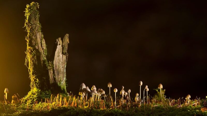 Magic truffels vs. magic mushrooms: wat zijn de verschillen?