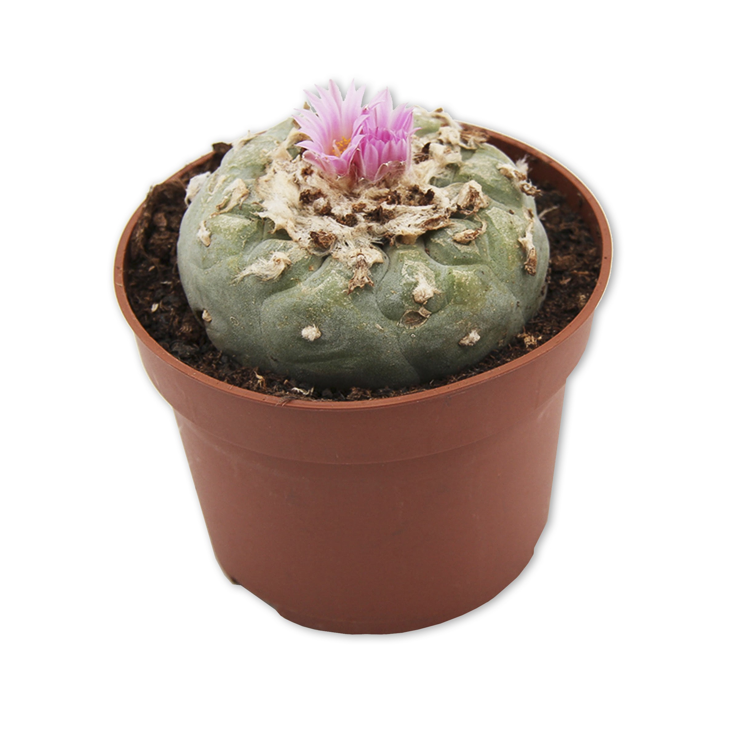 Peyote (Lophophora Williamsii) 5-7 cm