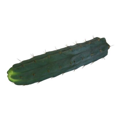 Snijmesii 25 - 29 cm 1