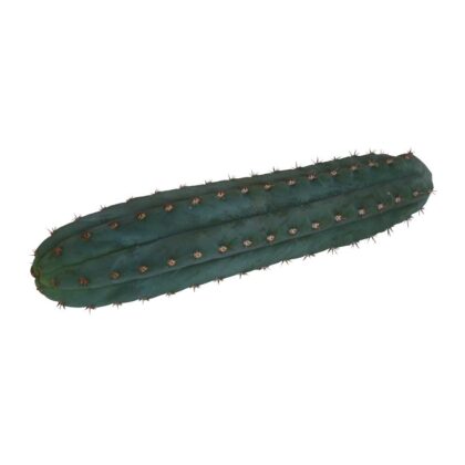 San Pedro snijden Pachanoi 1