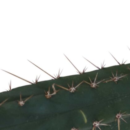 San Pedro snijden Pachanoi 2
