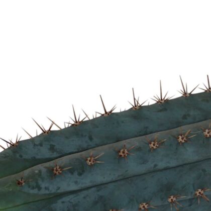 San Pedro Cutting Peruvianus - 25 - 29 cm 2