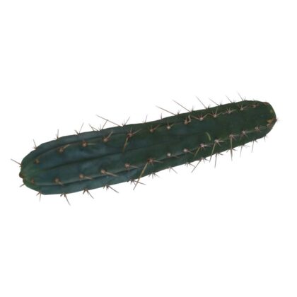 Snijden Macrogona 25 - 29 cm 1