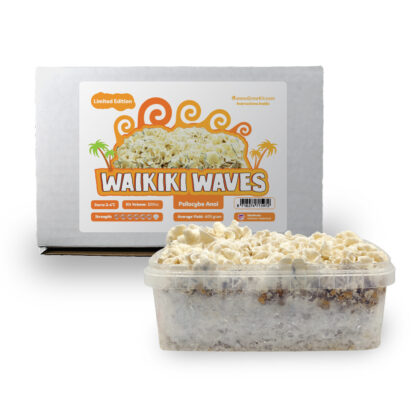 Waikiki Waves Widok z przodu Kompletny
