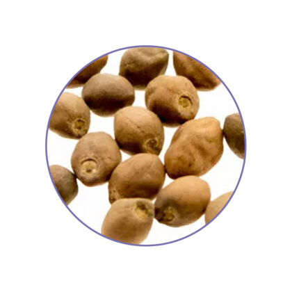 ololiuqui seeds contents